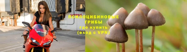 сатива Щигры